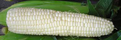 White Maize Manufacturer Supplier Wholesale Exporter Importer Buyer Trader Retailer in Gauri Sadan Delhi India